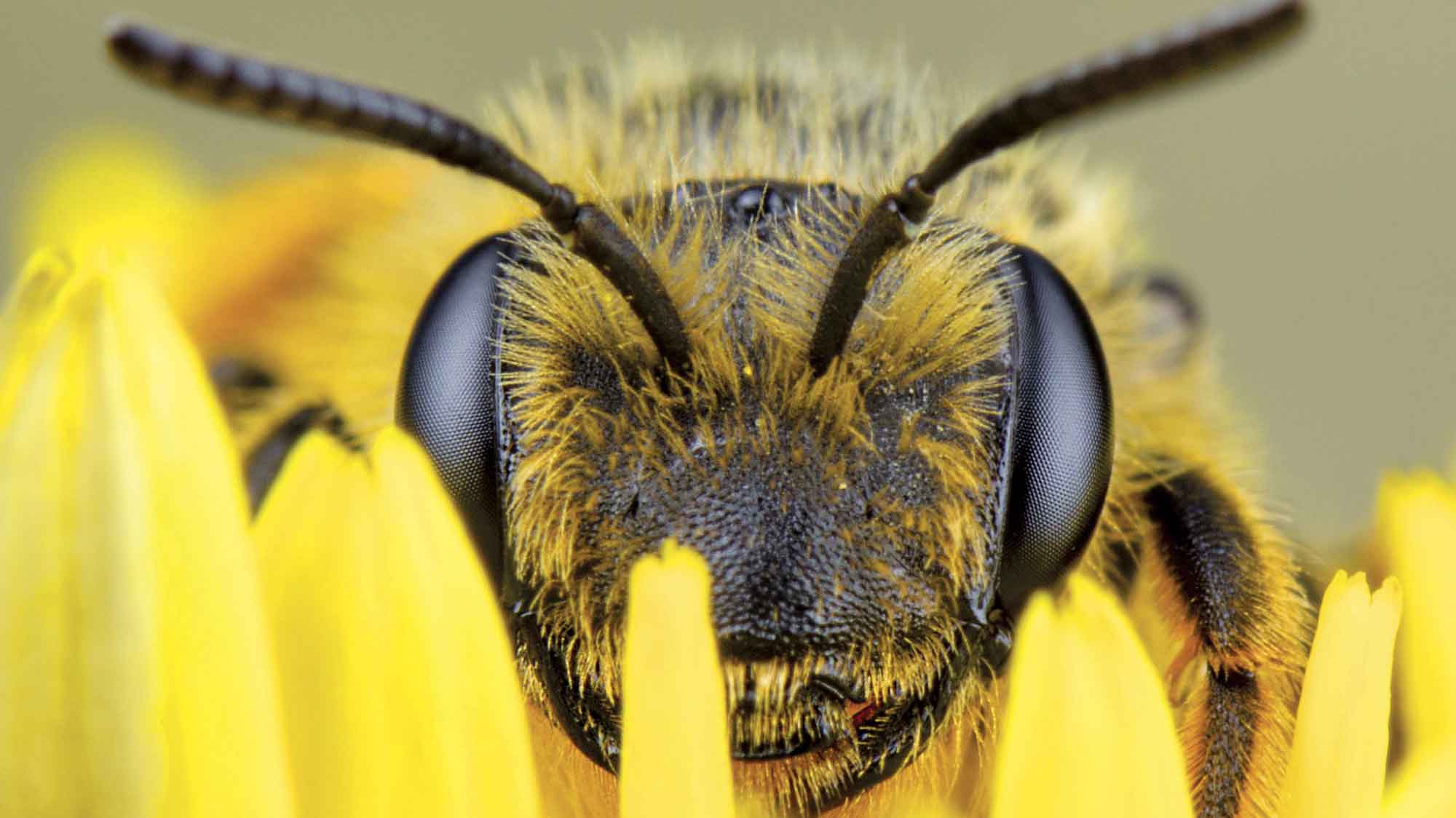 El veneno de abejas melíferas europeas destruye células de cáncer de mama agresivo: un avance que podría salvar millones de vidas