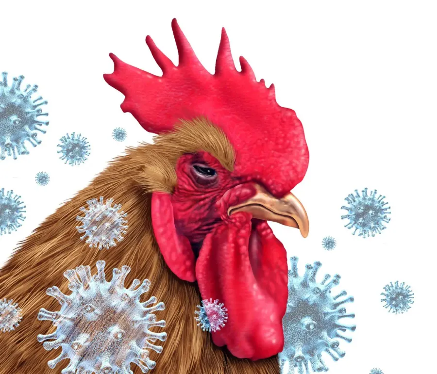 La Unión Europea activa un plan prepandémico para detener el salto de la gripe aviar H5N1 a humanos